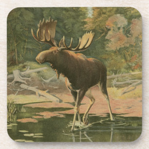 Moose Walking in Water Coaster