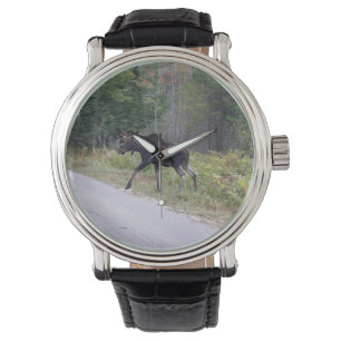 Moose Watch