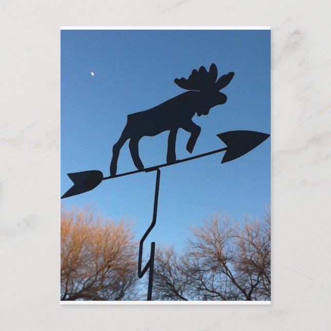 Moose weathervane postcard (Front)