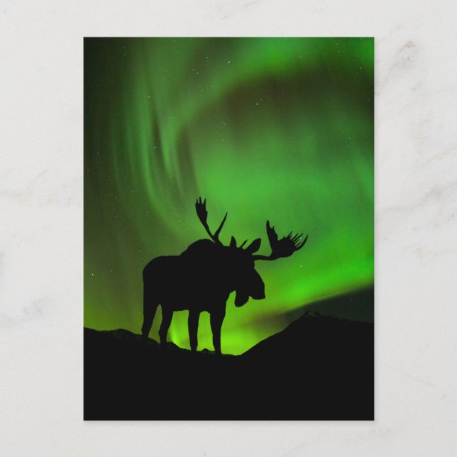 Moose with Green Aurora Borealis, Alaska Postcard (Front)