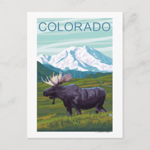 Moose with MountainColorado Postcard