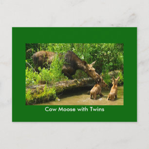Moose with Twins Postcard