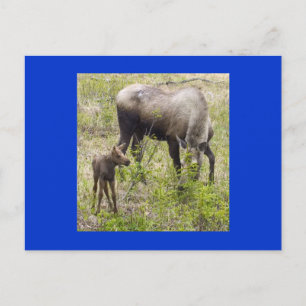 Moosecalf Postcard
