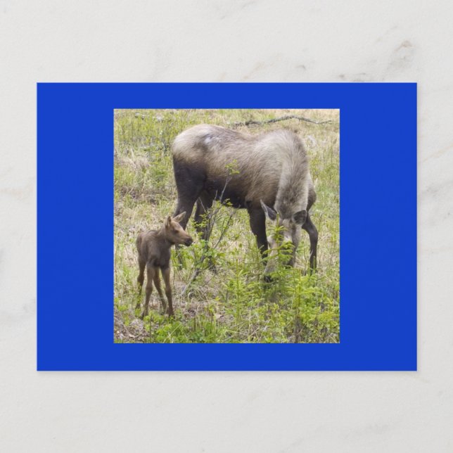 Moosecalf Postcard (Front)