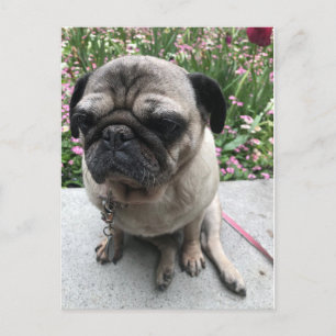 Mops im Garten Postcard
