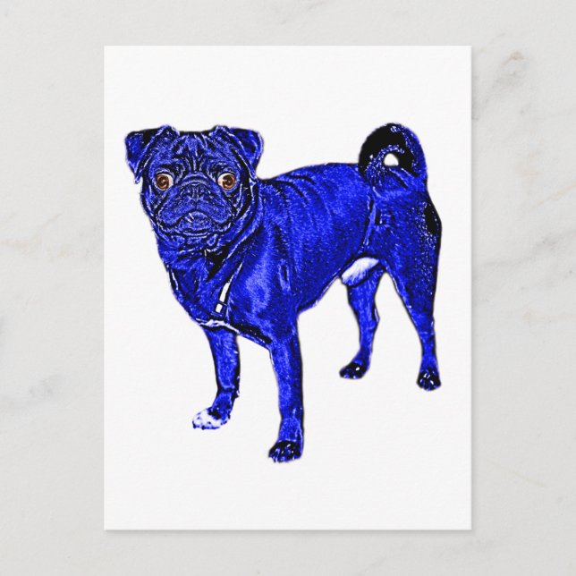 Mops Jack in Blau Postcard (Front)