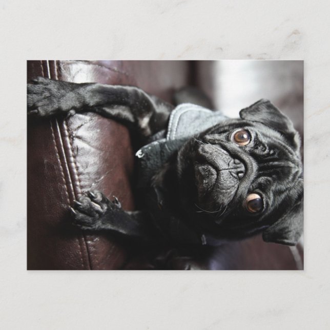 Mops Postcard (Front)