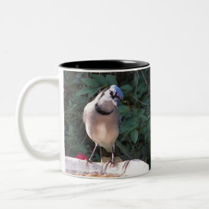 Moqueur de milliard et tasse de geai bleu