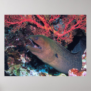 Moray and Coral Poster