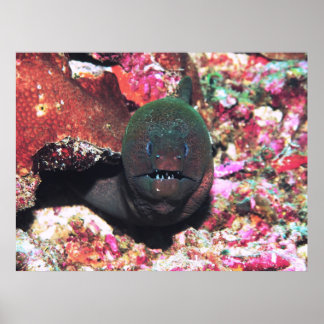 Moray Portrait Poster