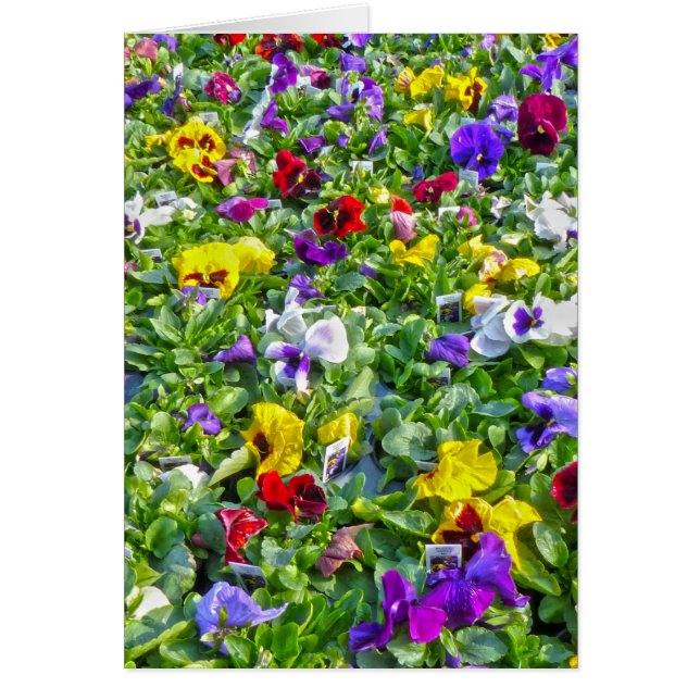 More Pansies (Front)