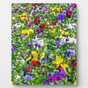 More Pansies Plaque