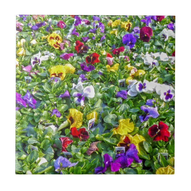 More Pansies Tile (Front)