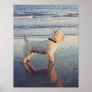 More Please!  Westie Ball Poster