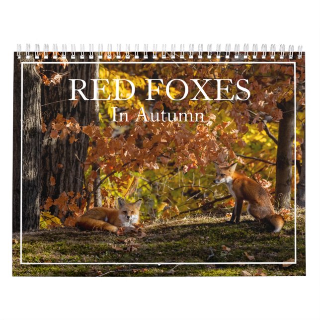 More Red Foxes In Autumn Calendar (Cover)
