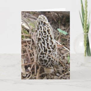Morel Mushroom Card