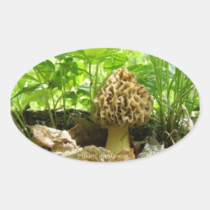 Morel Mushroom - "In Hiding" Sticker