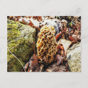Morel Mushroom in the Wild Postcard
