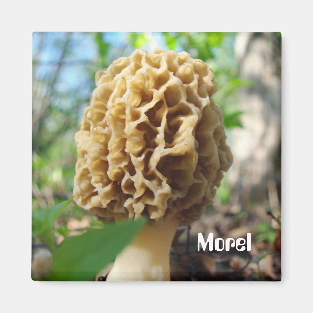 Morel Mushroom Magnet (Front)