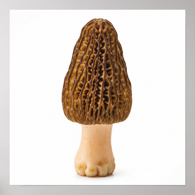 Morel Mushroom Poster (Front)