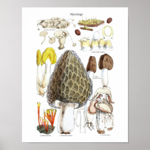 Morel Mushroom Poster