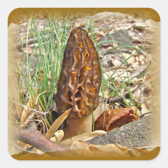 Morel Mushroom Square Sticker (Front)