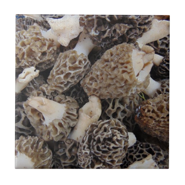 Morel Mushrooms Tile (Front)