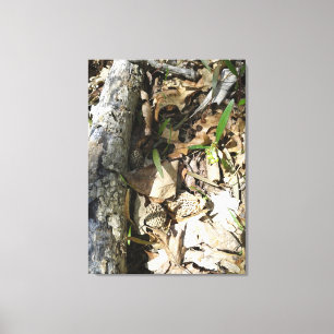 Morel Patch sur toile