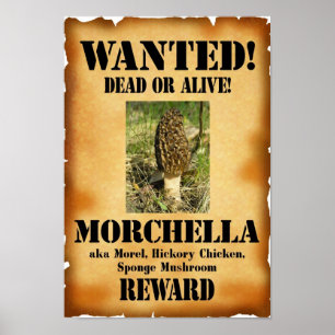 Morel - Wanted Dead or Alive Poster