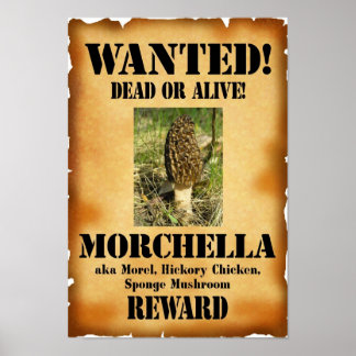 Morel - Wanted Dead or Alive Poster