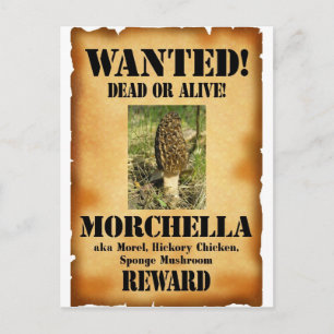 Morel - Wanted Poster Postcard