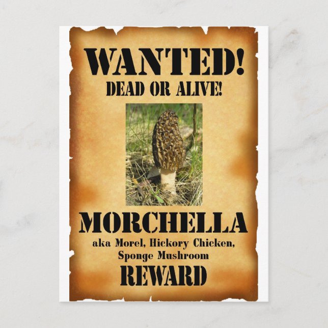 Morel - Wanted Poster Postcard (Front)