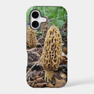 Morels