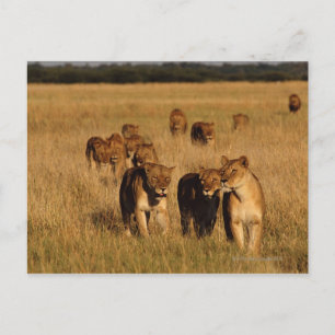 Moremi Wildlife Reserve, Botswana Postcard