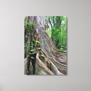 Moreton Bay Fig Tree Roots Canvas Print