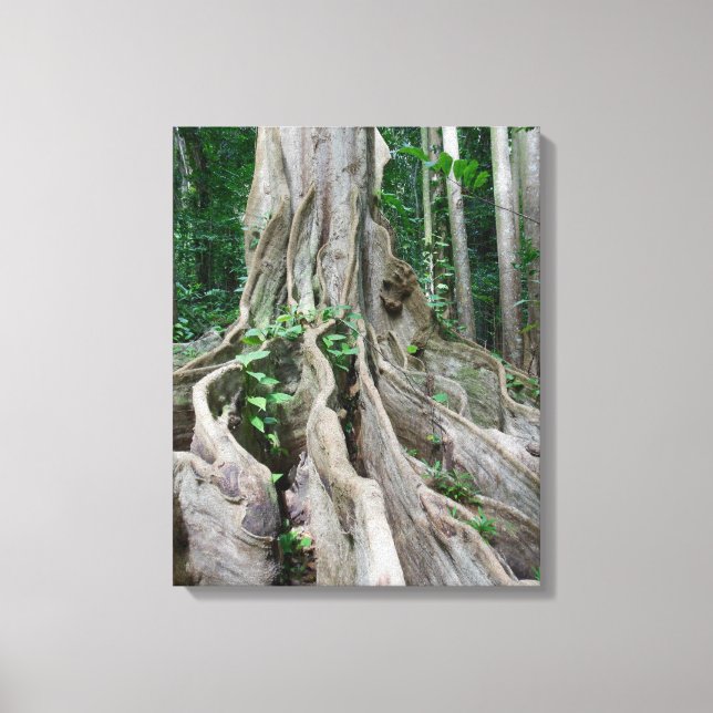 Moreton Bay Fig Tree Roots Canvas Print (Front)