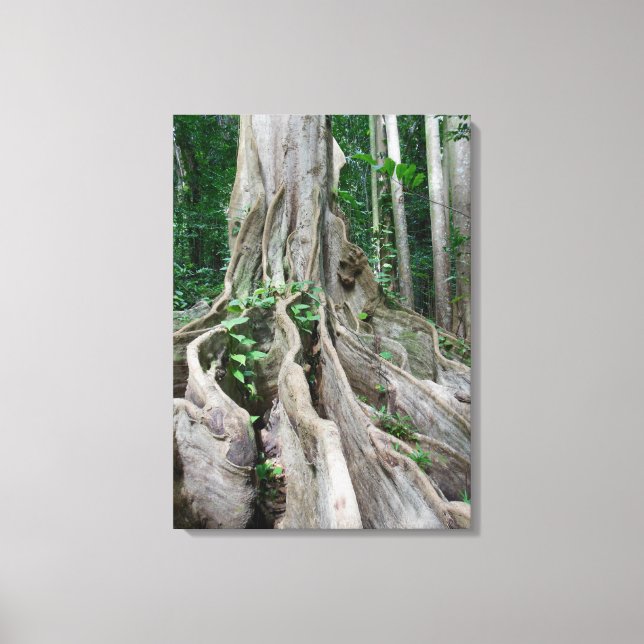 Moreton Bay Fig Tree Roots Canvas Print (Front)