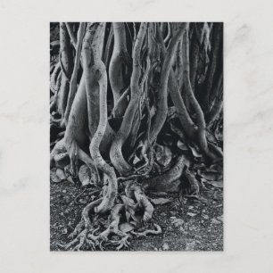Moreton bay fig tree roots postcard