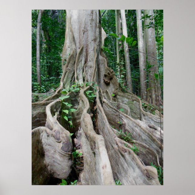Moreton Bay Fig Tree Roots Poster (Front)