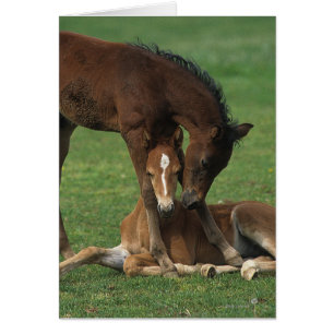 Morgan Foals joue
