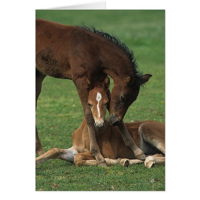 Morgan Foals joue (Devant)