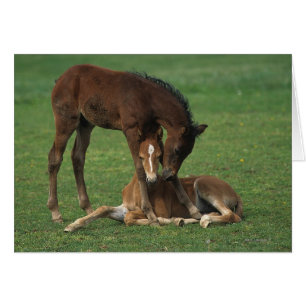 Morgan Foals joue
