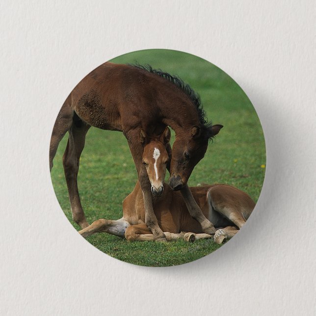Morgan Foals Playing 2 Inch Round Button (Front)
