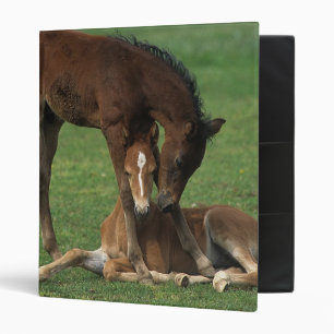 Morgan Foals Playing Binder