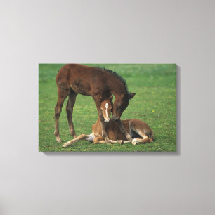 Morgan Foals Playing Canvas Print