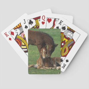 Morgan Foals Playing Playing Cards