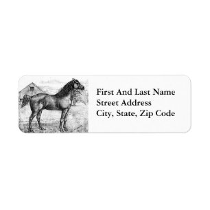 Morgan Horse 1888 Dessin Vintage Breed Art