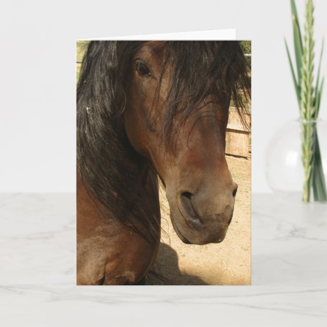 Morgan Horse Beauty Card (Front)