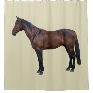 Morgan Horse in Profile