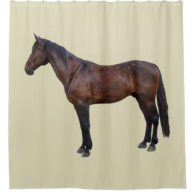 Morgan Horse in Profile (Front)